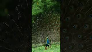 most beautiful National bird peacock #viralvideo #youtube #trendingshorts