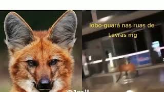 lobo guará e encontrado na cidade tamanho choca a internet