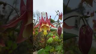 Amazing Iowa Neighborhood Walk (Early May): Flower Run after an all-day meeting