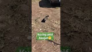 KUCING KETAHUAN LAGI GULING GULING DI TANAH LANGSUNG KABUR 😁