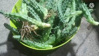 como replantar a suculenta huernia