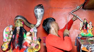 कैमरे में कैद हुआ खौफनाक मंजर घर के मंदिर से चन्द्रनाग को कैसे पकड़ा Angry Monocled cobra rescued