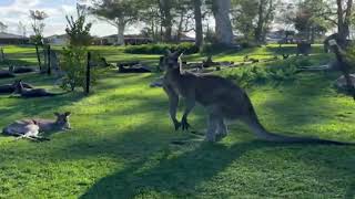 Hundreds of Kangaroos NAT