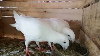 White Beauty Homer - Pegion 🐣 Beautiful Pegions - Pegion farming - Beauty Chicks Grow