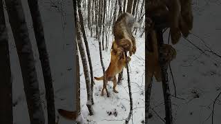 первый снег , первый заяц