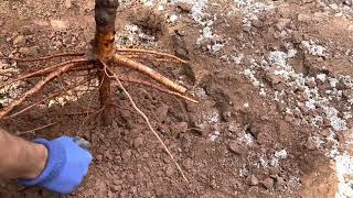 How to plant a Bare-root Apricot tree in AZ