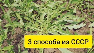 Бесконца сорняки росли, пока научный подход не помог избавится от «дурной травы»