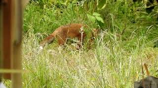 Our neighbour - Urban fox family.  More to follow I hope.