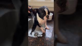 Boston Terrier are Small Dog #pets #puppy #babyanimals #amimals #cutedog