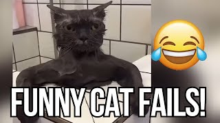 You Won't Believe What This Cat Did 😂 - Try Not To Laugh 😜