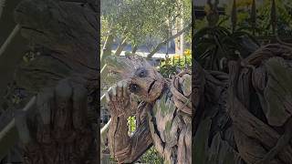 He is Groot #groot #guardiansofthegalaxy #disneyland #disney #marvel #californiaadventure