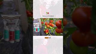 How to produce a best #cherokee #tomato with Mugavero #fertilizer protocol #agricolture #farm #agro