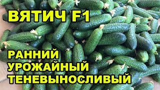 Огурец Вятич F1,  ранний, урожайный, теневыносливый!