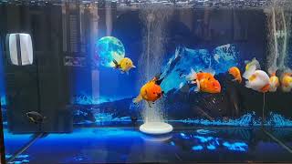 I am a FISH LOVER - Ranchu Oranda Yuanbao Goldfish