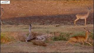 ESCAPOU milagrosamente DAS mandíbulas de leopardo/Impala