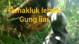 penakluk lebah hutan liar