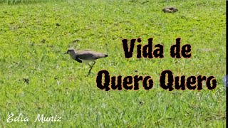 Quero Quero se alimentando.#queroquero #passaros