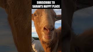 Funny goat video -Talking to my goat- #shorts