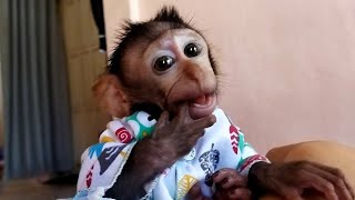 So Cute#babymonkey