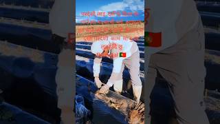 Portugal Agriculture Work #shortvudeo #agriculture #portugaljob #agriculturework #foryou #short