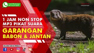 SUARA PANGGILAN MAKAN GARANGAN SAWAH