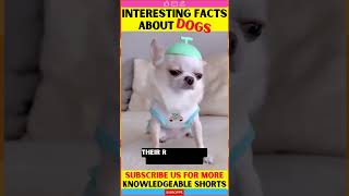 5 Reasons to Choose a Chihuahua Over Other Small Dog Breeds | chihuahua dog | Facts #shorts