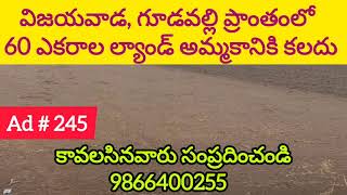 60 Acres Land For Sale in Gudavalli, Vijayawada | గూడవల్లి | Amaravathi | 9866400255