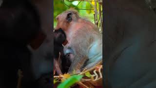 Ep469. Adorable Monkey Has the Cutest Reaction to Meeting a New Friend