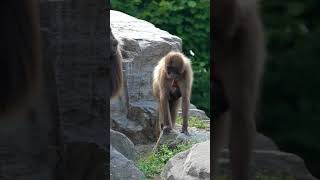 Baboon and biting off grass Menacingly with teeth probably threatens us.