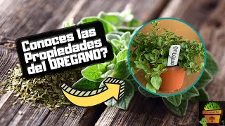 OREGANO - El Mejor Condimento Para Tus COMIDAS 🌿