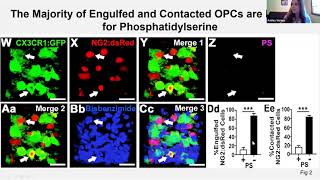 [Ashley Nemes-Baran] Fractalkine-Dependent Microglial Pruning of Viable OPCs Regulates Myelination