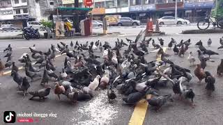 HOW MANY PEGION DID YOU SEE #doves  #pegion  #trending #malaysia #vlog #viral #viralvideo