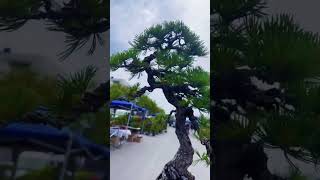 Bằng ngón chân cáu #caycanhbaolam #bonsai #caycanh #caygiong