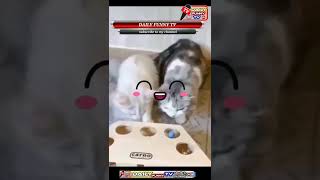 cat short clip /cat funny videos shorts