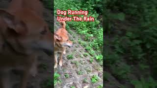 Dog Running Under The Rain