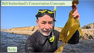 Kelp: ecology and importance