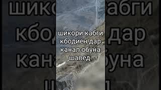 Асалому алекум бародаро видиехои худро равон кунен 89255228817Ватсап имо хаст рои кунен