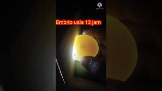 Embrio usia 12 jam#video shorts