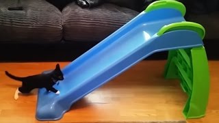 Kittens Playing on Slides