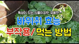 호랑이 귀를 닮은 약초!!~ 바위취의 효능 부작용🌿독성이 있는 식물 꼭 드실 때 이건 알아두세요~!