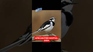 African Pied Wagtail VS 5000 BCE OLD African Pied Wagtail. #shorts