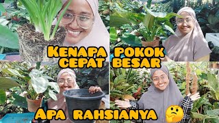 nak pokok jadi besar