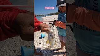 SNOOK!! /SUBSCRIBE/ #fishing #snook #fypシ゚viral #trendingshorts #florida #snookfishing #outdoors