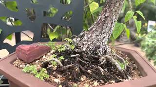 Bonsai Plants in Darwin