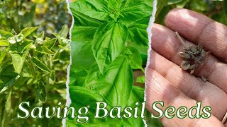 How to Save & Grow Basil Seeds (and Other Tips)