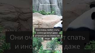 Факты о пандах #панда #факты