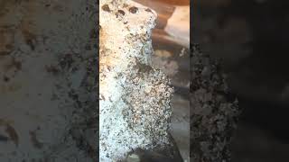 Big-headed ants SWARM fruit fly