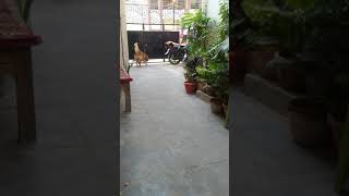 Golden retriever playing with ball.