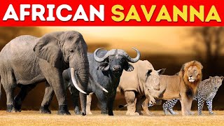 The Iconic Big Five Of South Africa - Wildlife Safari of African Savanna