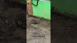 #parte2 Coruja X cobra